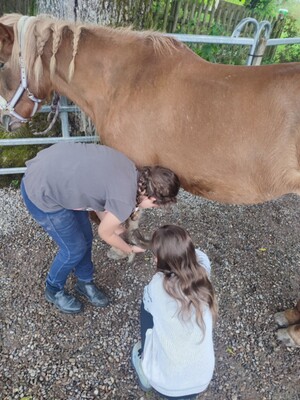 Pony,Böglihof (3).jpg